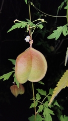 Cardiospermum halicacabum