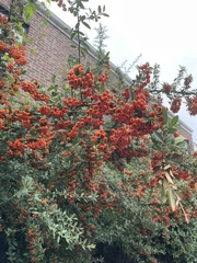 Pyracantha