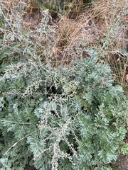 Artemisia absinthium
