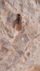 Kalotermes flavicollis