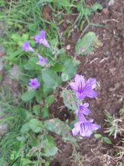 Ruellia nudiflora