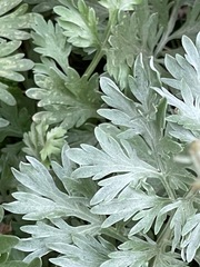 Artemisia absinthium