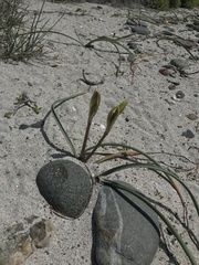 Zephyranthes bagnoldii