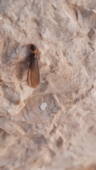 Kalotermes flavicollis