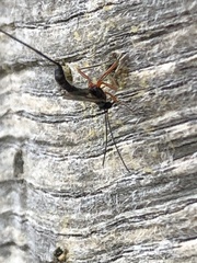 Ephialtes manifestator