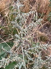 Artemisia absinthium