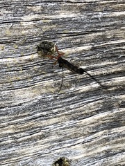 Ephialtes manifestator