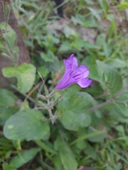 Ruellia nudiflora