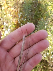 Andropogon virginicus