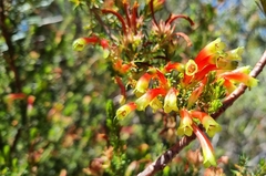 Erica discolor