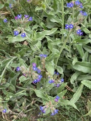 Anchusa