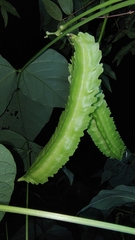 Psophocarpus tetragonolobus