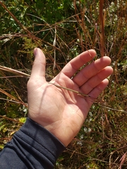 Andropogon virginicus