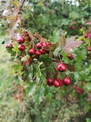 Crataegus monogyna