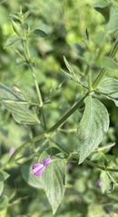 Dicliptera paniculata