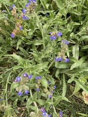 Anchusa