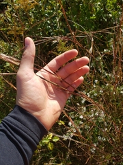 Andropogon virginicus