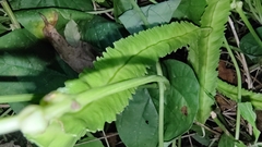 Psophocarpus tetragonolobus