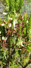 Erica plukenetii