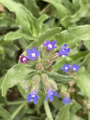 Anchusa