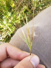 Andropogon virginicus