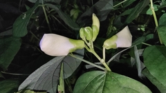 Psophocarpus tetragonolobus