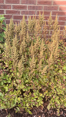 Astilbe chinensis