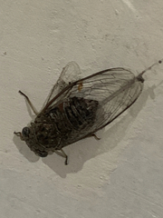Cicadidae