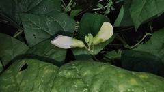 Psophocarpus tetragonolobus