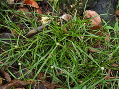 Cyperus mindorensis