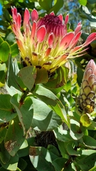 Protea eximia