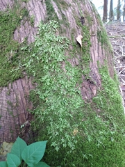 Entodon cladorrhizans