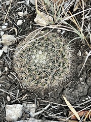 Mammillaria heyderi