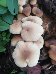 Cyclocybe cylindracea