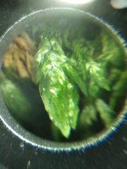 Entodon cladorrhizans