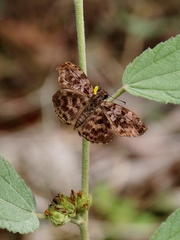 Gorgythion begga begga