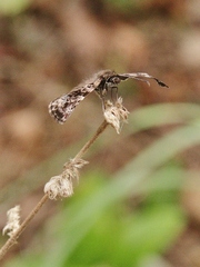 Gorgythion begga begga