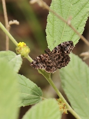 Gorgythion begga begga