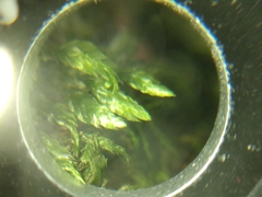 Entodon cladorrhizans