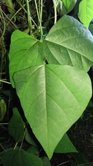 Psophocarpus tetragonolobus