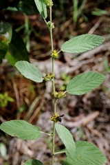 Waltheria indica