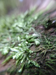 Entodon cladorrhizans