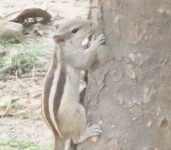 Funambulus pennantii