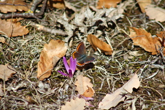 Polyommatus bellargus