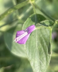 Dicliptera paniculata