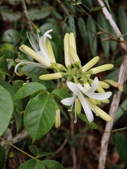 Spiranthera odoratissima