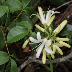 Spiranthera odoratissima