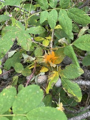 Phragmidium rosae-multiflorae