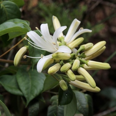 Spiranthera odoratissima