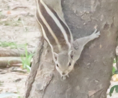 Funambulus pennantii
